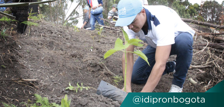 Beneficiario IDIPRON sembrando un árbol en los cerros orientales